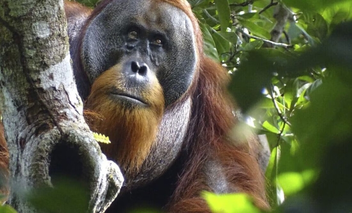 Orangután de Sumatra utiliza planta medicinal para curarse una herida