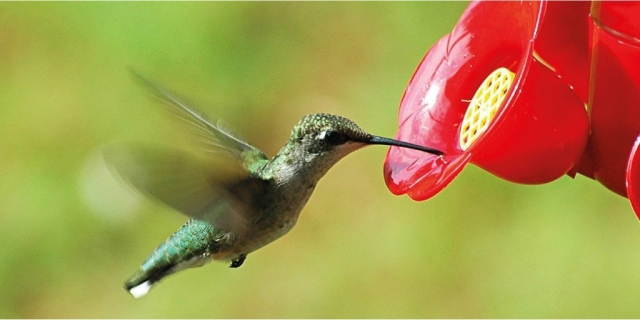 Alimentos prohibidos para los colibríes: Lo que no debes darles y por qué