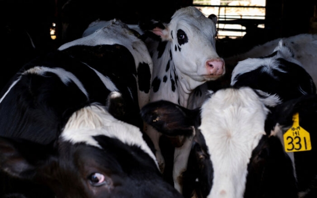 OMS detecta virus de gripe aviar en leche de vacas en Estados Unidos