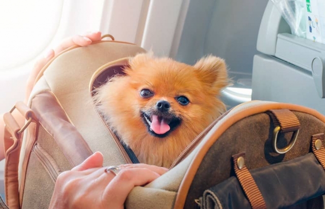 Todo lo que tienes que saber para viajar con tu mascota