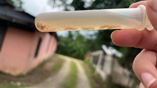 Panamá: Detectan casos de gusano barrenador en humanos