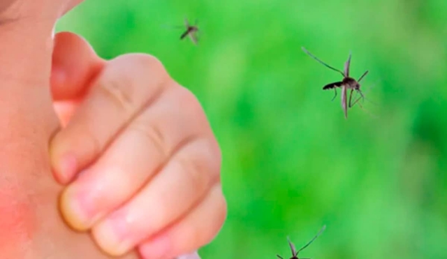 El combate al dengue