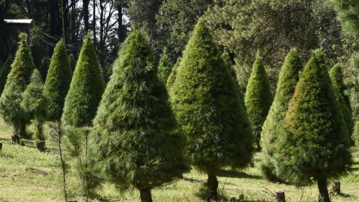Cómo cuidar tu árbol natural de Navidad para una mayor duración