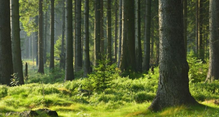 “Quedan más de 9 mil especies de árboles por descubrir”: estudio