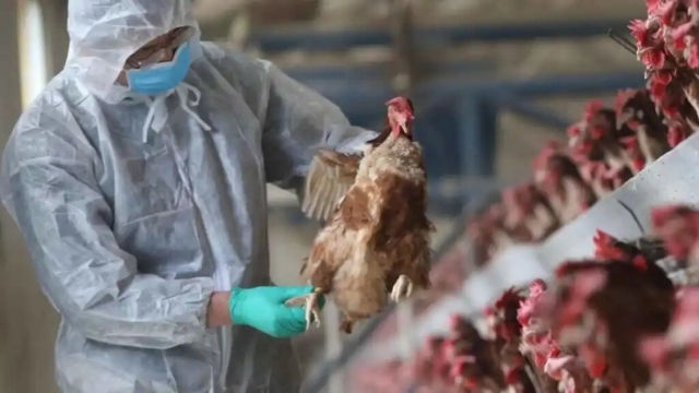 OMS estima vacunas contra gripe aviar en 4 meses en caso de pandemia