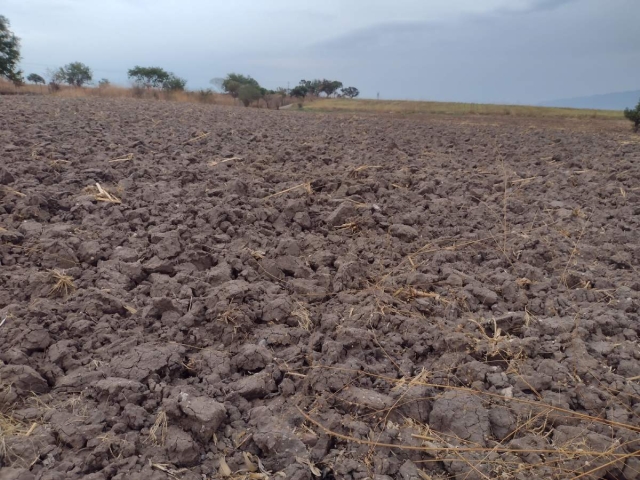 La falta de agua provocó que no se sembrara en alrededor del 40 por ciento de las tierras de cultivo.