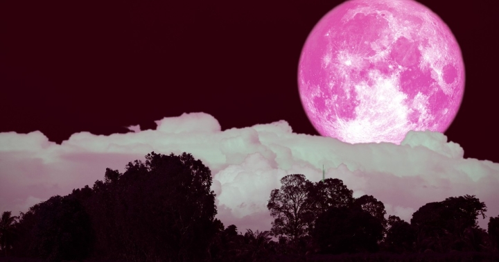 Energía primaveral: ¿Cómo hacer un baño de rosas para recibir la luna rosa?