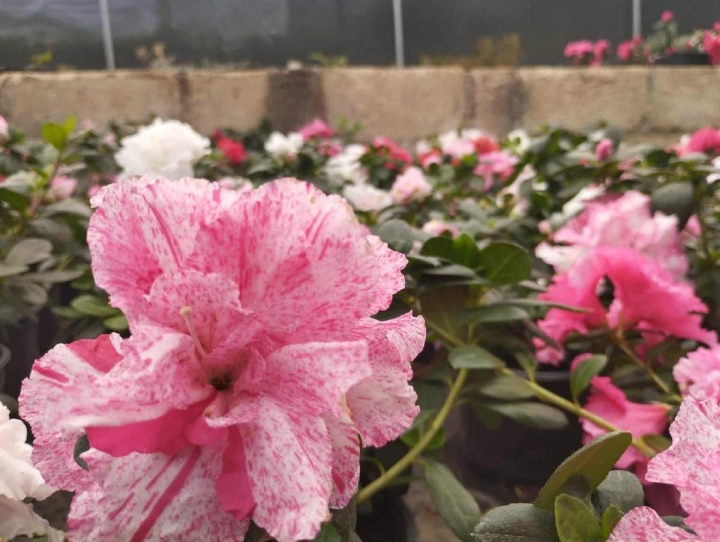 Viveros en Tetela del Monte: corazón verde de Cuernavaca