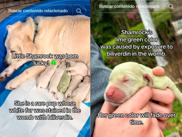 Perrito se vuelve viral tras nacer con el pelaje color verde