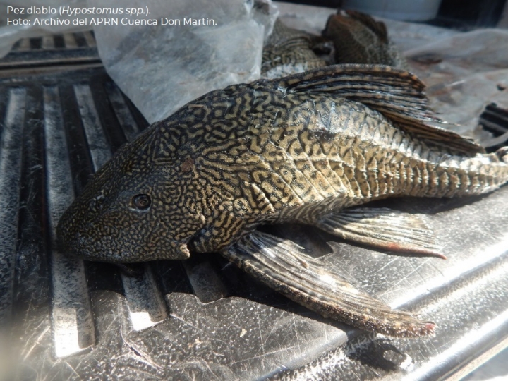 Así es el pez diablo: la especie invasora que está acabando con los peces nativos de México