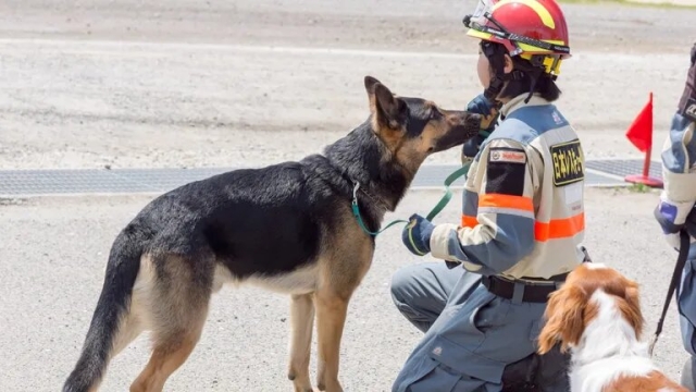 Jennifer es uno de los perros entrenados para encontrar a supervivientes en sismos. 