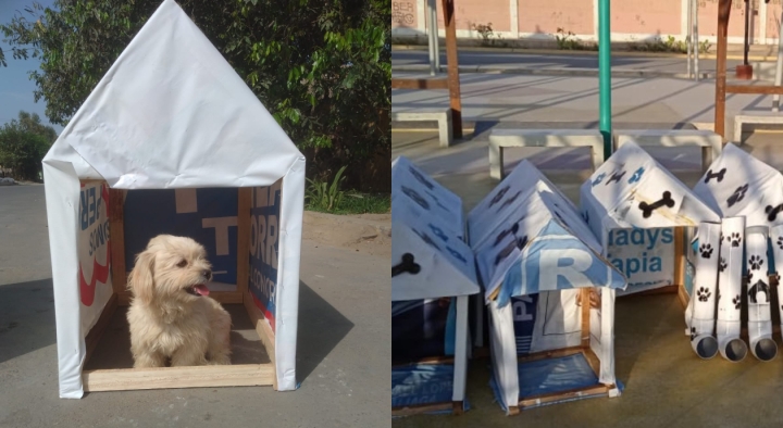 Jóvenes transforman propaganda política en refugios para perros callejeros