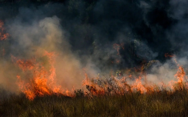Incendios forestales arrasan Colombia: Más de 17 mil hectáreas consumidas