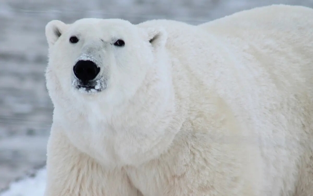 Registran la primera muerte de un oso polar por gripe aviar en Alaska