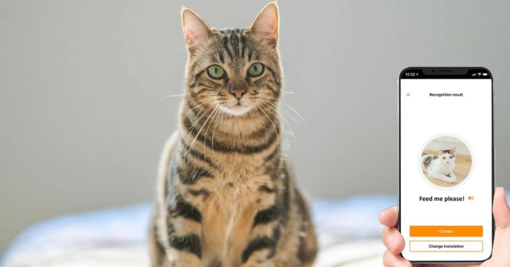 ¿Quieres hablar con tu gato? Esta aplicación ‘promete’ hacerlo posible
