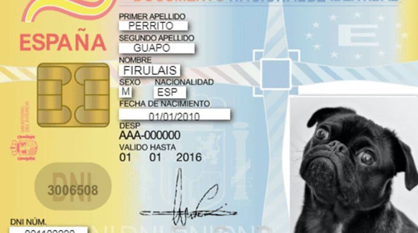 ¿Perros y gatos tendrán su propia identificación en España?