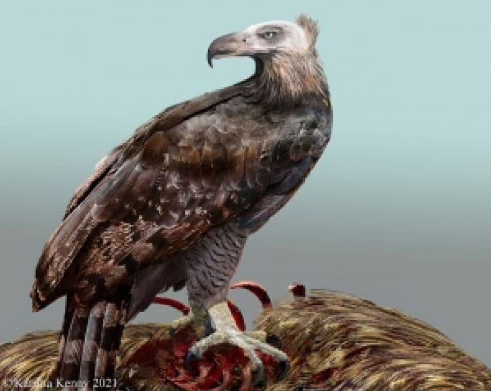 Un águila gigante se alimentaba de humanos: medía casi 20 metros