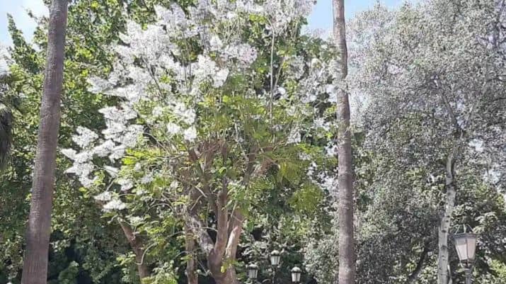 Jacarandas de flores blancas: ¿Dónde conseguirlas y cómo germinar semillas?