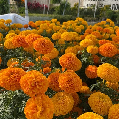 Cempasúchil, la flor que da color y vida a las ofrendas