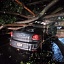 Las lluvias del martes por la noche ocasionaron la caída de árboles en tres colonias de Cuernavaca. 