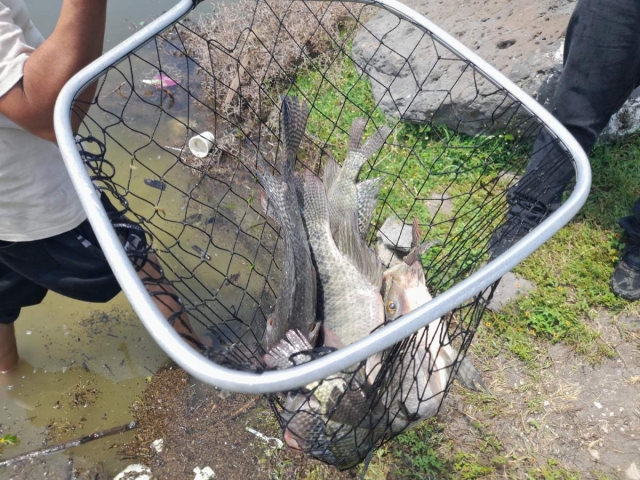  Los pescadores hicieron un llamado a no capturar las reproductoras.