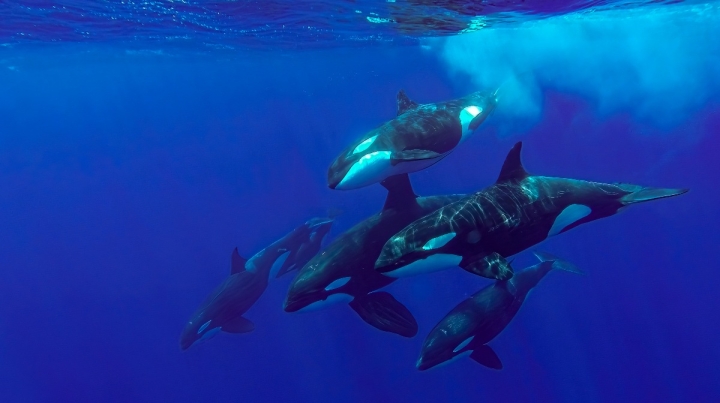 Estudio revela altos niveles de sustancias tóxicas en orcas canadienses