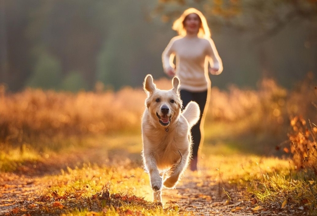 Claves para la Felicidad Canina: Comunicación, Juegos y Deporte