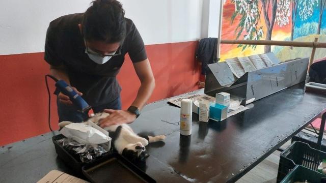 Continúa esterilización de perros y gatos en Jiutepec