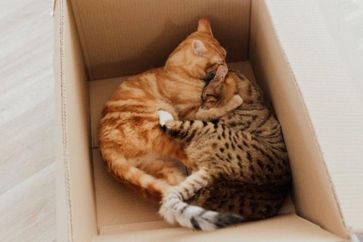¿Por qué los gatos aman las cajas? La ciencia responde
