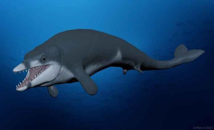 Reconstrucción de la vida de la extinta ballena basilosáurido Tutcetus rayanensis nadando en el Océano Tethys del actual Egipto, hace 41 millones de años. 