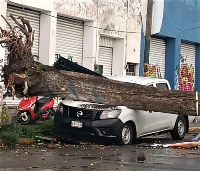 Cae árbol sobre una camioneta en Cuautla