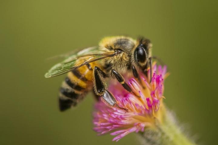 El día de la abeja y su papel vital en el mundo
