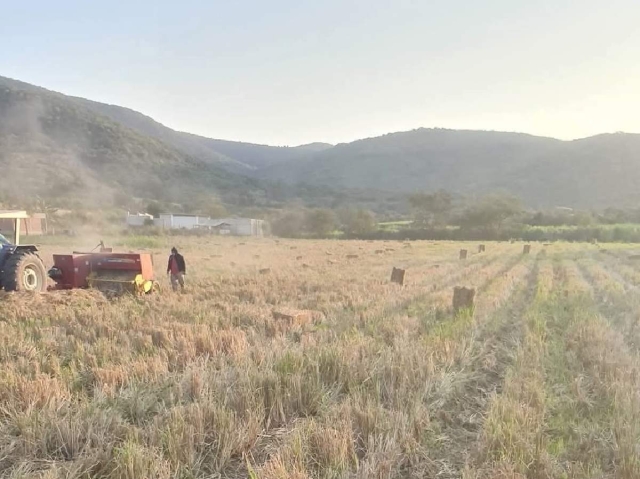 Los productores de arroz se capacitan para aprender nuevas técnicas de cultivo.