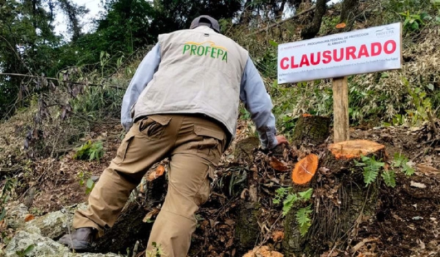 Inspectores de la dependencia federal llevaron a cabo la colocación de sellos de clausura en el predio.