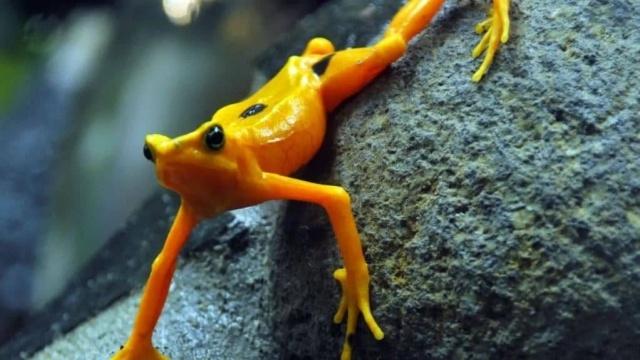 Descubren una nueva especie de rana en los bosques montanos de Perú