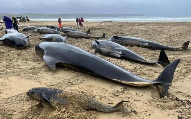 Mueren 55 ballenas al quedar varadas en una playa de Escocia