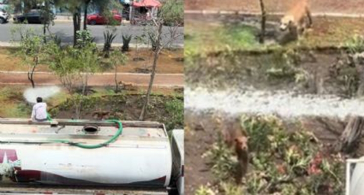 Perritos callejeros se viralizan por refrescarse con agua de pipa