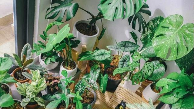 Plantas que no deben estar dentro de la casa, tu salud podría estar en riesgo