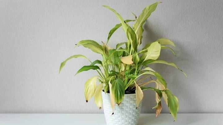 4 remedios caseros para evitar que tus plantas de interior se pongan amarillas
