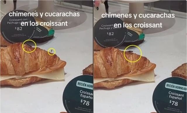 ¿Croissants con cucarachas? Denuncian presencia de plagas en sucursal de Starbucks