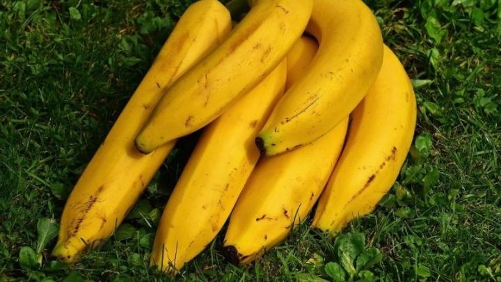 ¿Cómo conservar tus plátanos por más tiempo? Aquí te damos unos tips