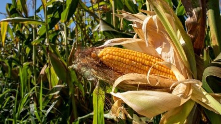 Hojas de maíz: un proceso de 150 días que termina cuando un tamal llega a tus manos