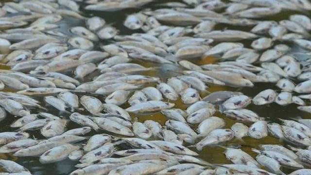 Ola de calor deja miles de peces muertos en Australia