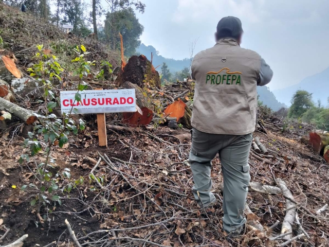 La Profepa recordó que el cambio ilegal de uso de suelo en terreno forestal es una infracción administrativa.