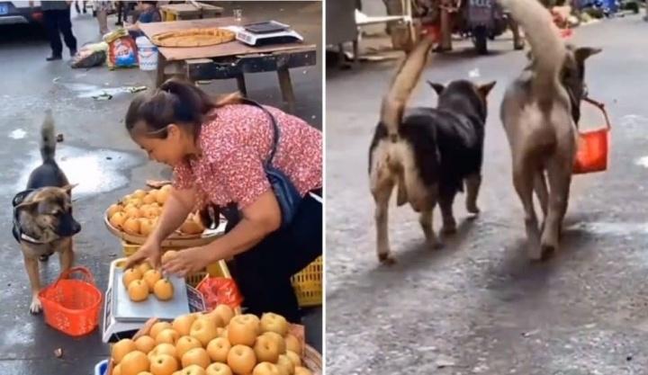 Perrito va de compras al mercado por manzanas y se vuelve viral.
