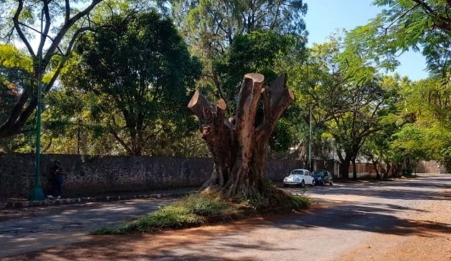 Presentan iniciativa para proteger árboles en Cuernavaca
