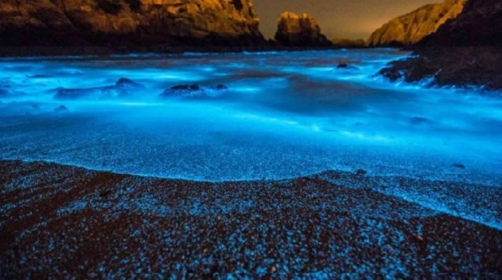 ¿Por qué algunos mares brillan por la noche?