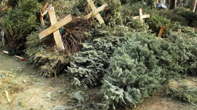 Temixco verde: Campaña de acopio de árboles de navidad