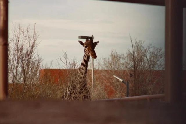 La jirafa Benito llega a Africam Safari tras una larga travesía
