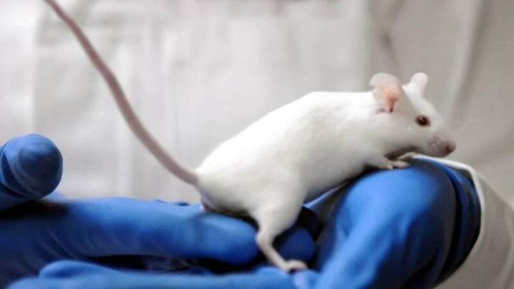 Científicos logran reproducción de ratones a partir de dos machos